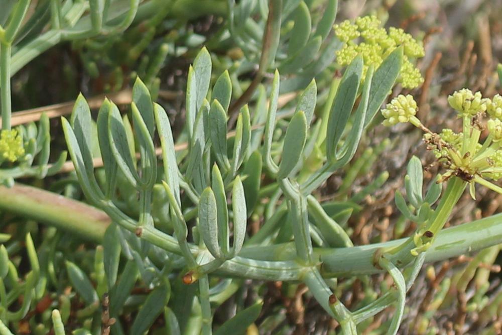 Criste marine, Fenouil marin, Perce-pierre, Cassep Crithmum maritimum L., 1753