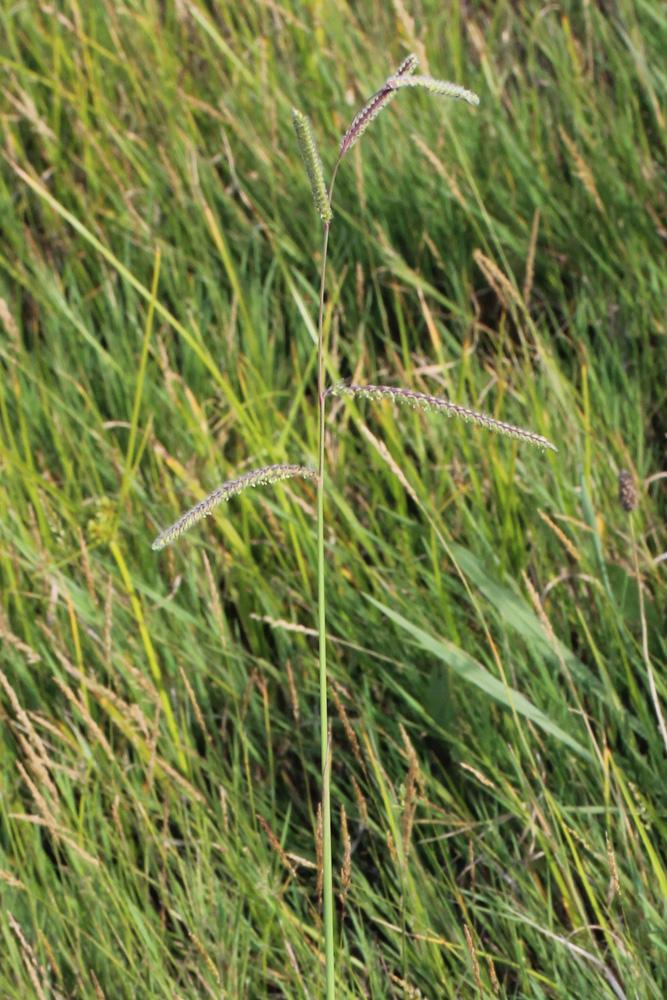 Paspale dilaté Paspalum dilatatum Poir., 1804
