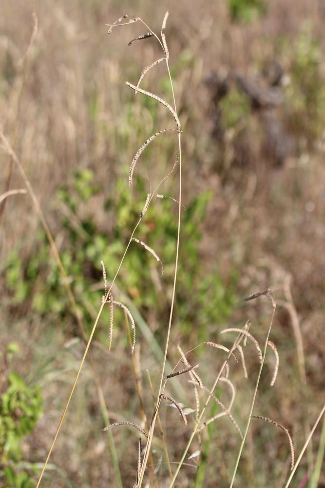 Paspale dilaté Paspalum dilatatum Poir., 1804