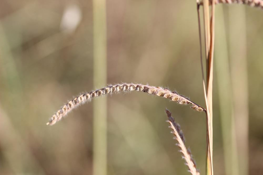 Paspale dilaté Paspalum dilatatum Poir., 1804