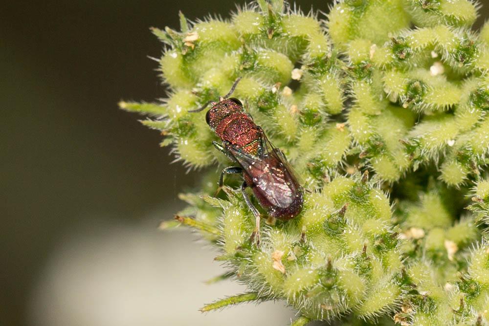 Chrysura cuprea (Rossi, 1790)