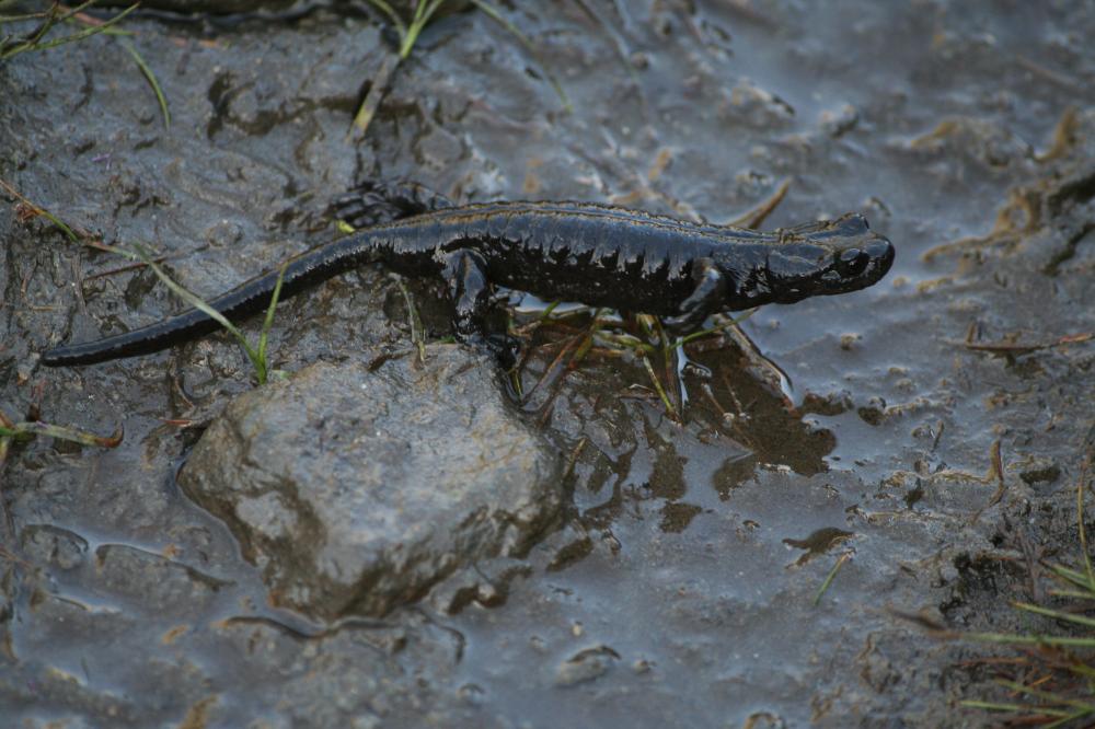 Salamandre de Lanza Salamandra lanzai (Nascetti, Andreone, Capula & Bullini, 1988)