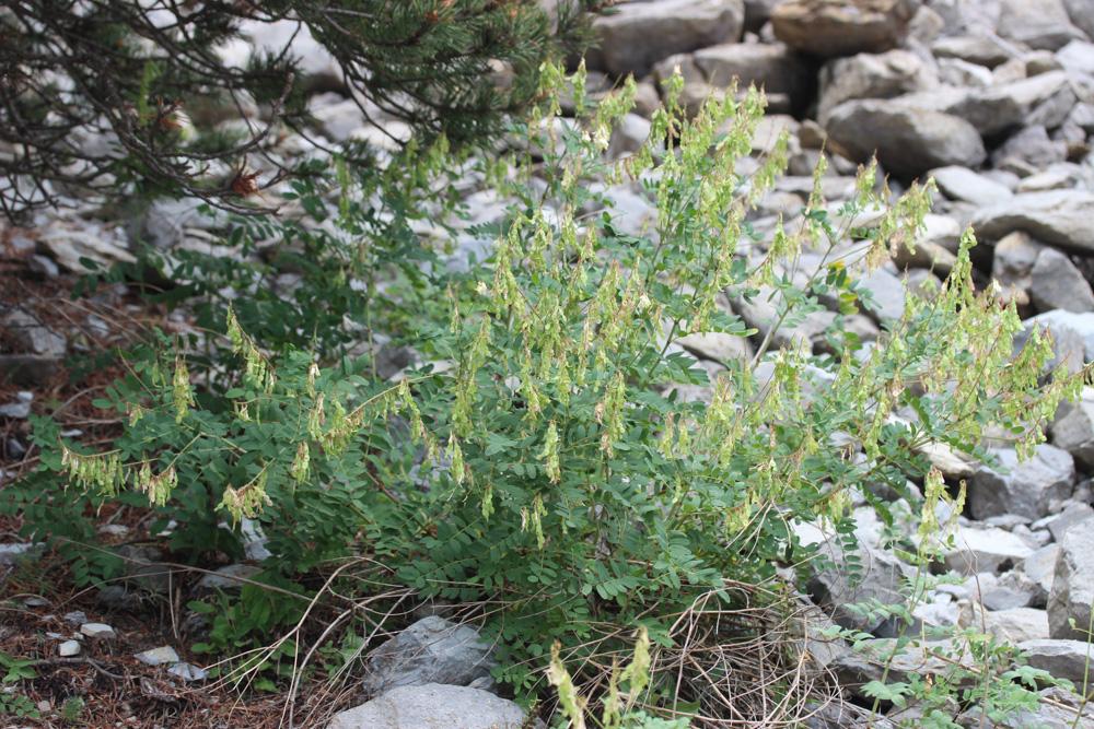 Sainfoin de Boutigny Hedysarum boutignyanum (A.Camus) Alleiz., 1928