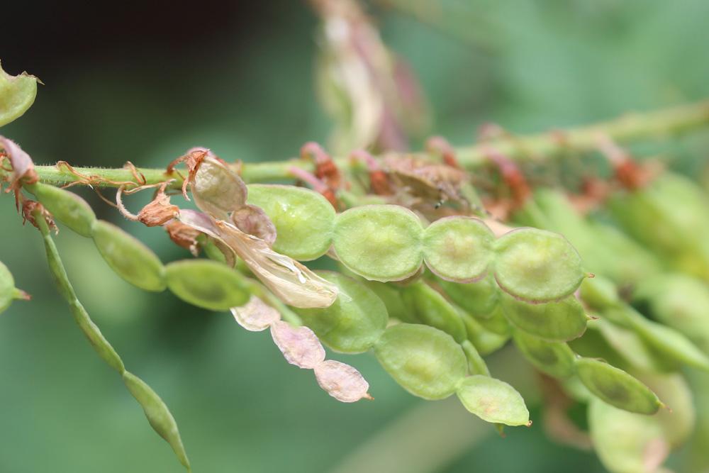 Sainfoin de Boutigny Hedysarum boutignyanum (A.Camus) Alleiz., 1928