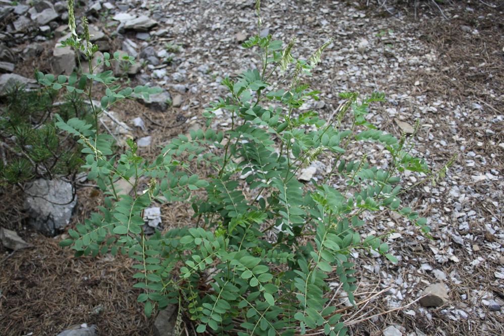 Sainfoin de Boutigny Hedysarum boutignyanum (A.Camus) Alleiz., 1928