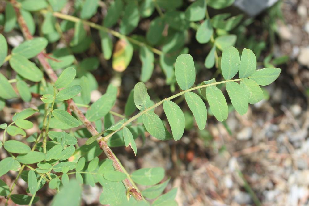Sainfoin de Boutigny Hedysarum boutignyanum (A.Camus) Alleiz., 1928