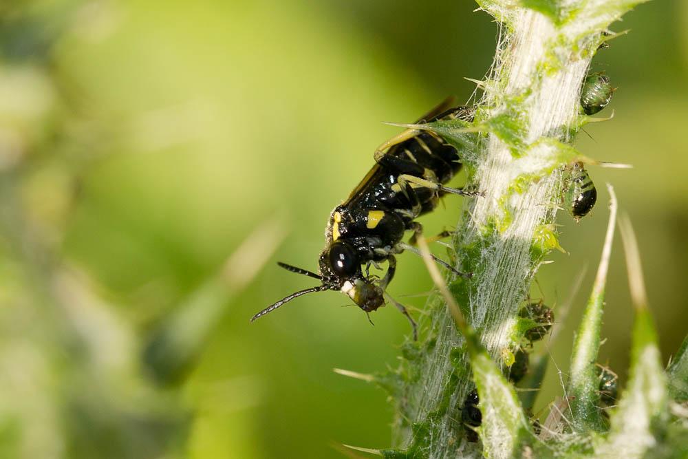 Macrophya crassula (Klug, 1817)