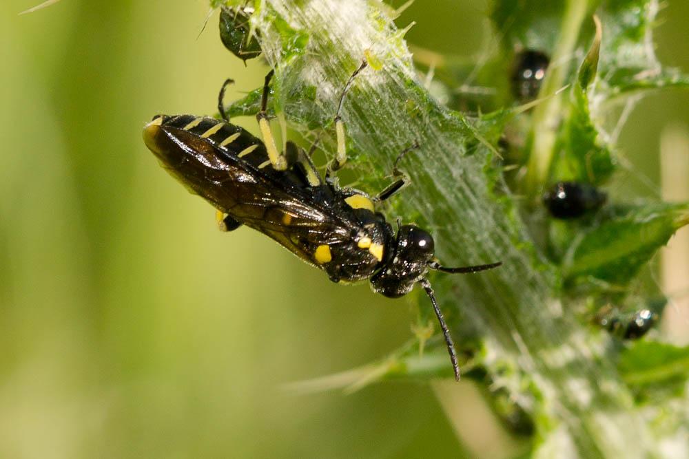 Macrophya crassula (Klug, 1817)