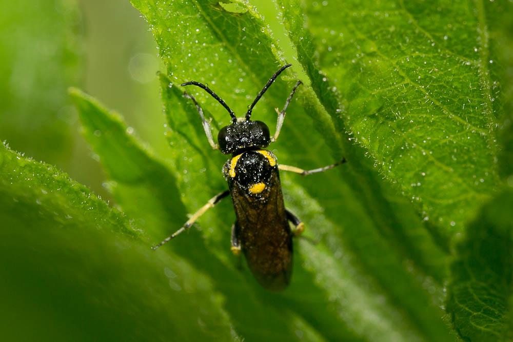 Macrophya crassula (Klug, 1817)