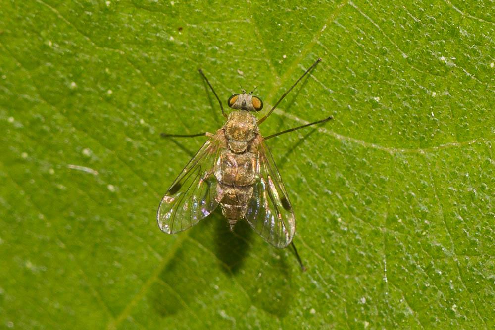  Chrysopilus asiliformis (Preyssler, 1791)