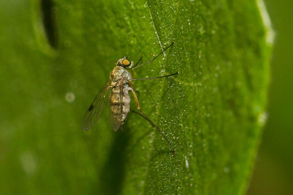  Chrysopilus asiliformis (Preyssler, 1791)