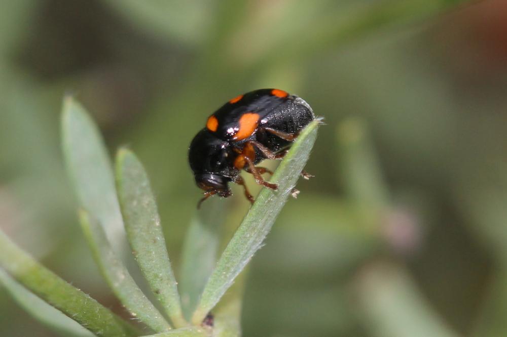 Cryptocéphale massif Cryptocephalus crassus Olivier, 1791