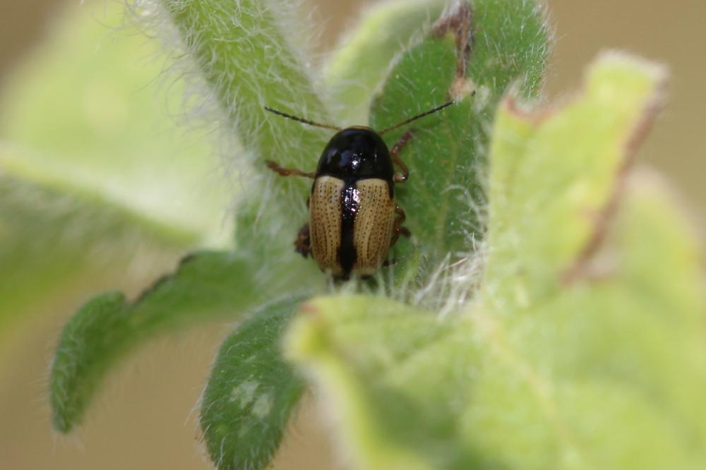 Cryptocephalus pygmaeus Fabricius, 1792