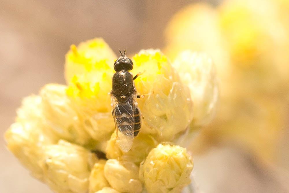  Nemotelus uliginosus (Linnaeus, 1767)