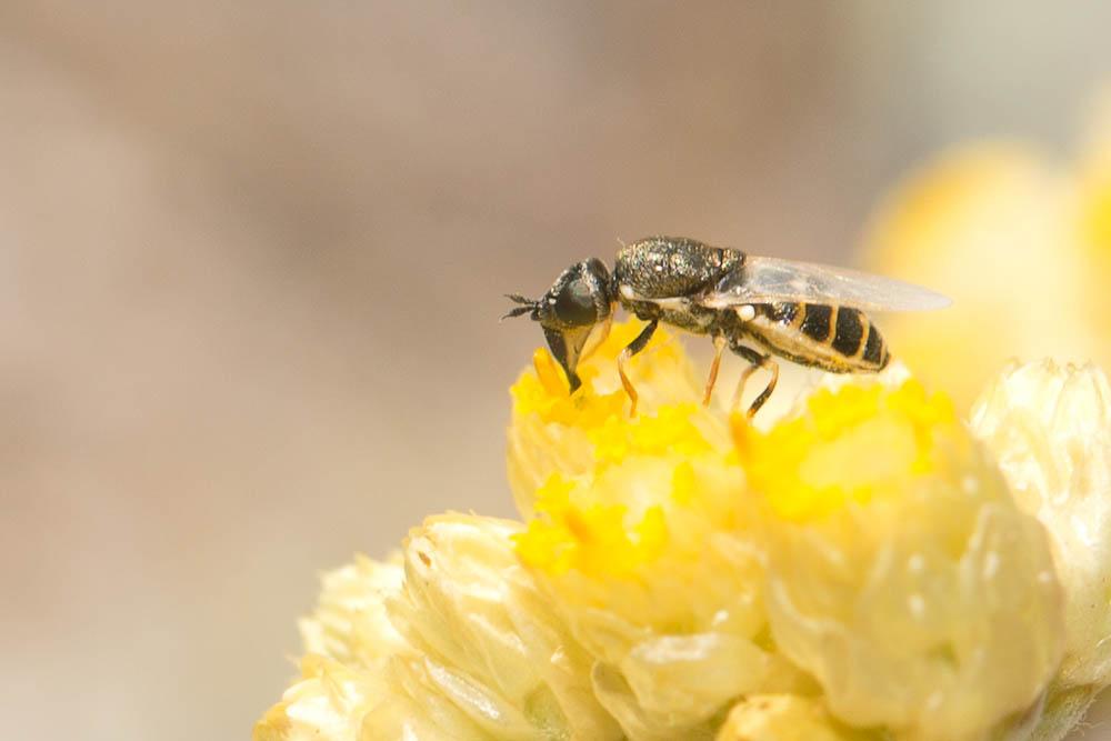  Nemotelus uliginosus (Linnaeus, 1767)
