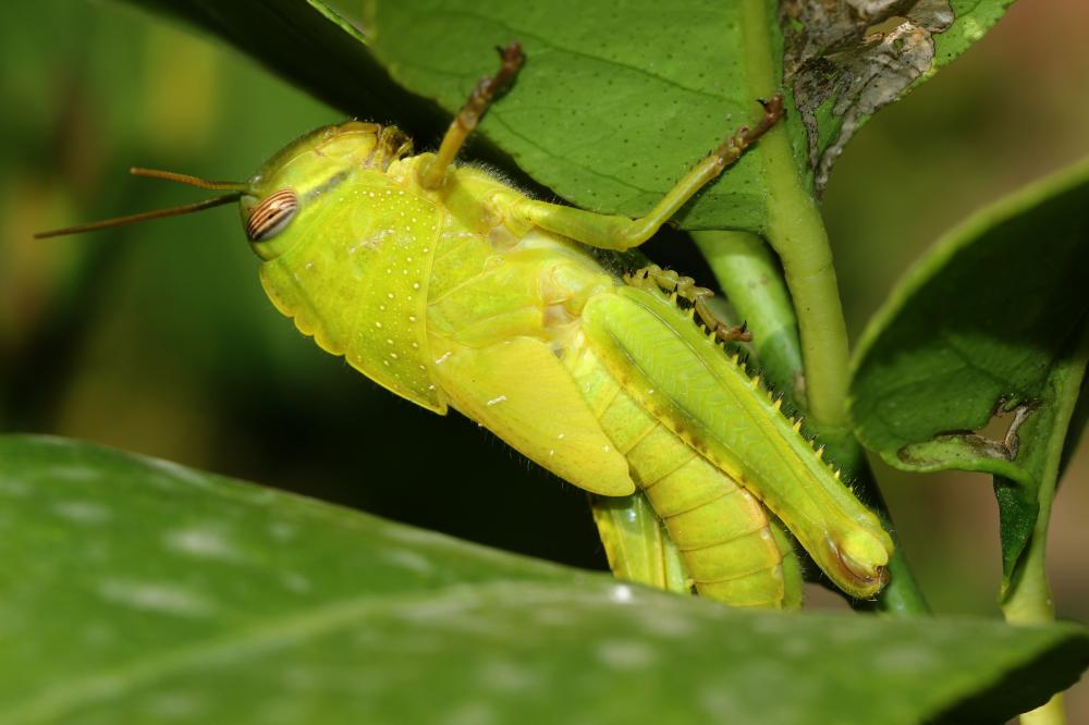 Criquet égyptien Anacridium aegyptium (Linnaeus, 1764)
