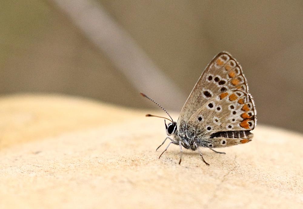 Collier-de-corail (Le), Argus brun (L') Aricia agestis (Denis & Schiffermüller, 1775)