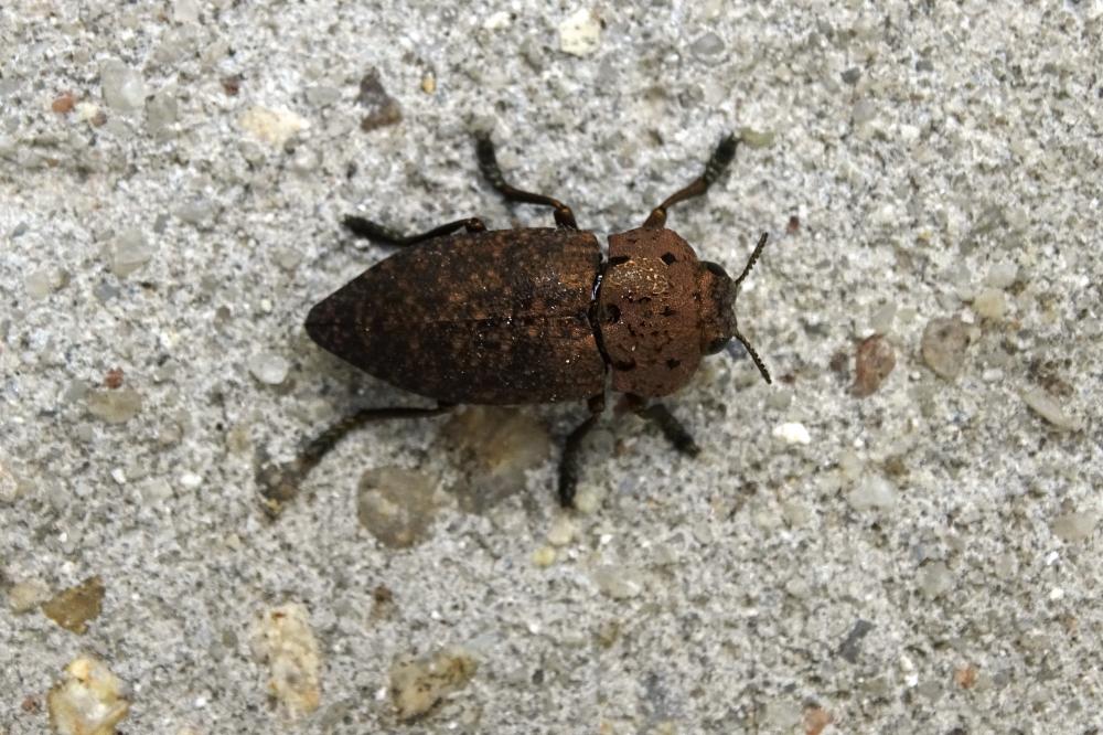 Capnode de l'Oseille Capnodis tenebricosa (Olivier, 1790)