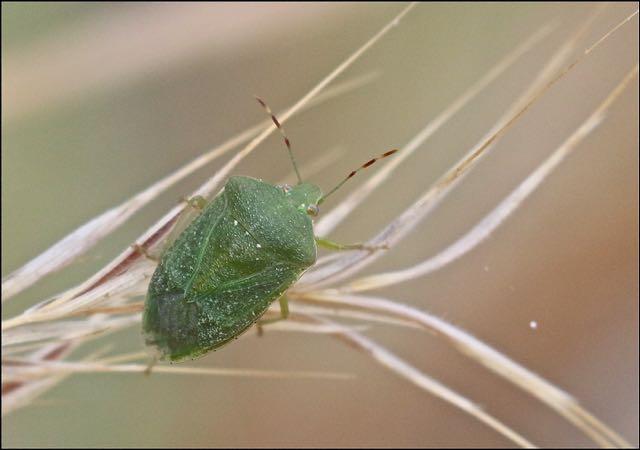 Punaise verte ponctuée Nezara viridula (Linnaeus, 1758)
