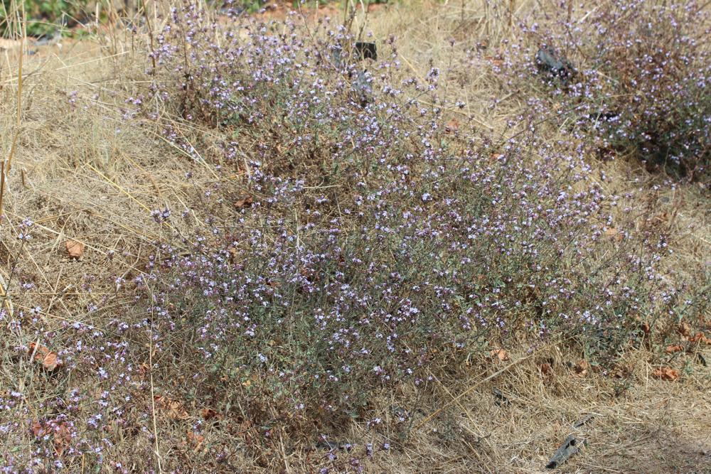 Plumbago d'Europe, Plombago Plumbago europaea L., 1753
