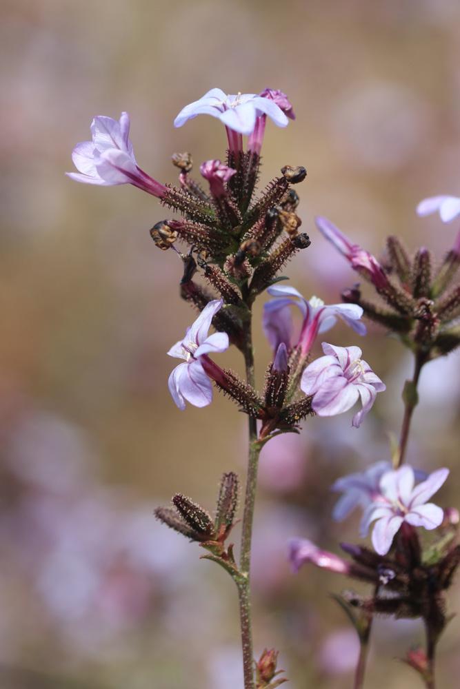 Plumbago d'Europe, Plombago Plumbago europaea L., 1753