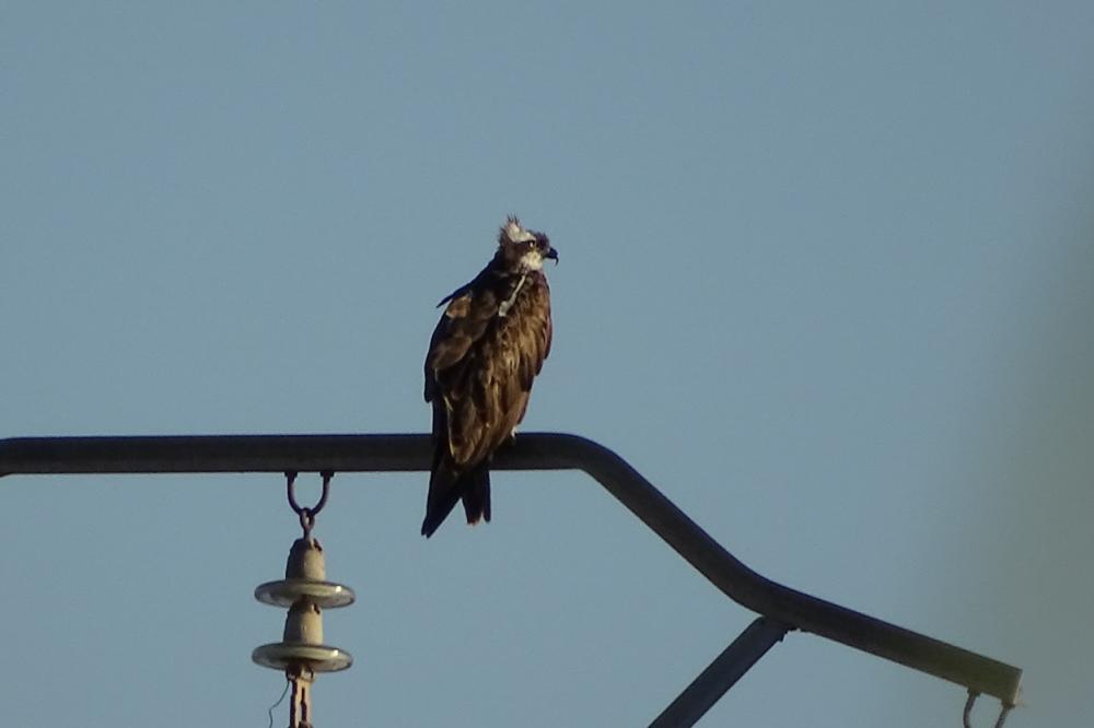 Balbuzard pêcheur Pandion haliaetus (Linnaeus, 1758)