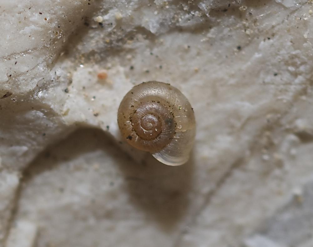 Vallonie des marais Vallonia enniensis (Gredler, 1856)