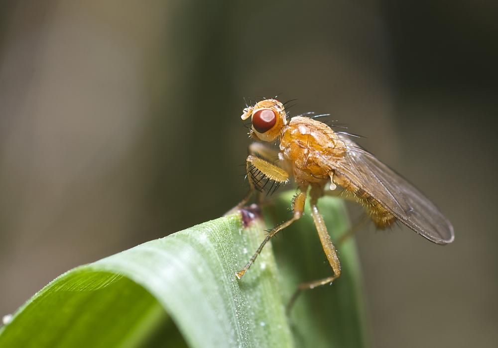 Norellisoma spinimanum (Fallén, 1819)