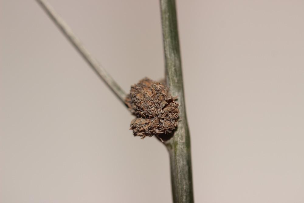 Scirpe du Midi Scirpoides holoschoenus subsp. australis (L.) Soják, 1972