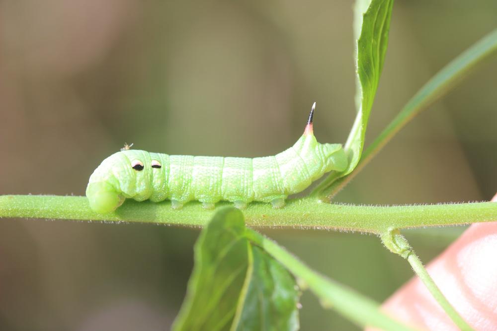 Grand Sphinx de la Vigne (Le) Deilephila elpenor (Linnaeus, 1758)