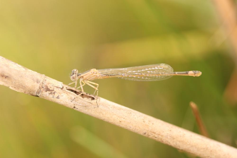 Agrion élégant Ischnura elegans (Vander Linden, 1820)