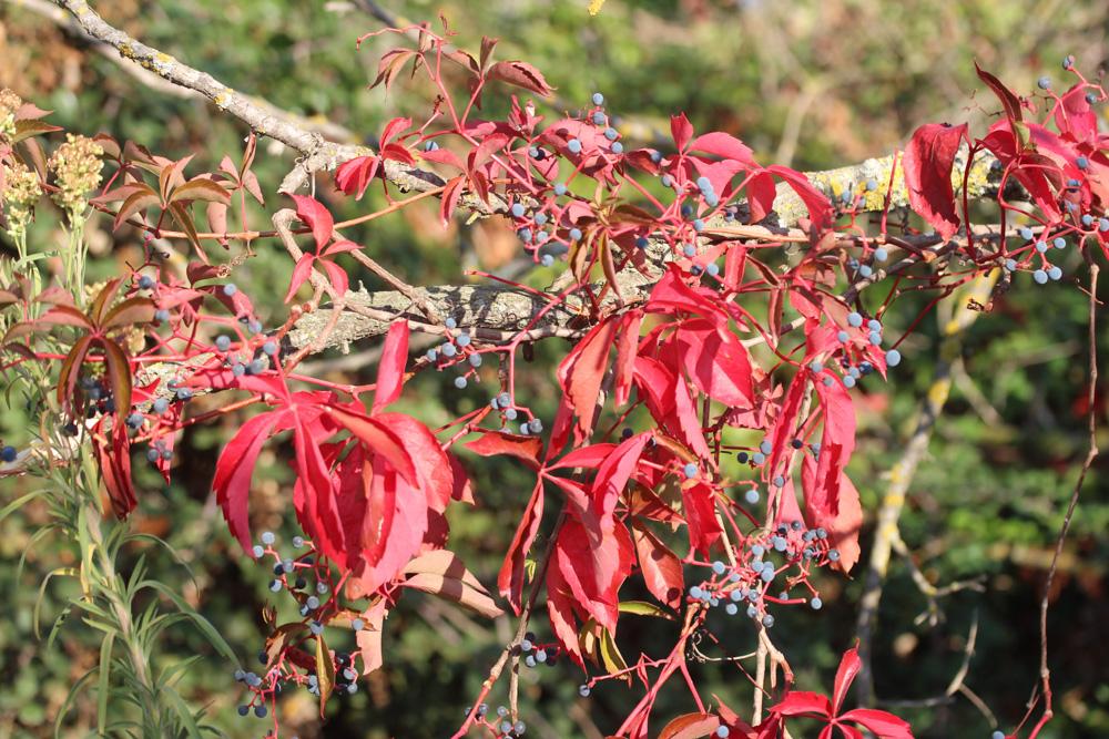 Vigne vierge à cinq feuilles, Vigne-vierge Parthenocissus quinquefolia (L.) Planch., 1887