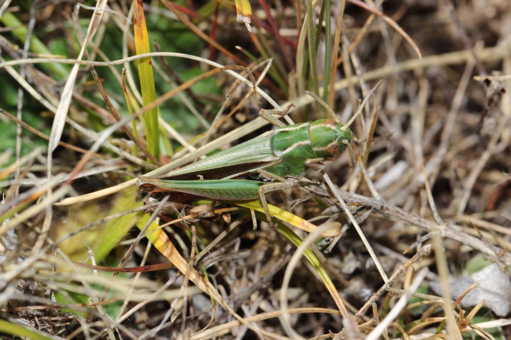 Criquet de la Palène, Sténobothre ligné, Criquet d Stenobothrus lineatus (Panzer, 1796)