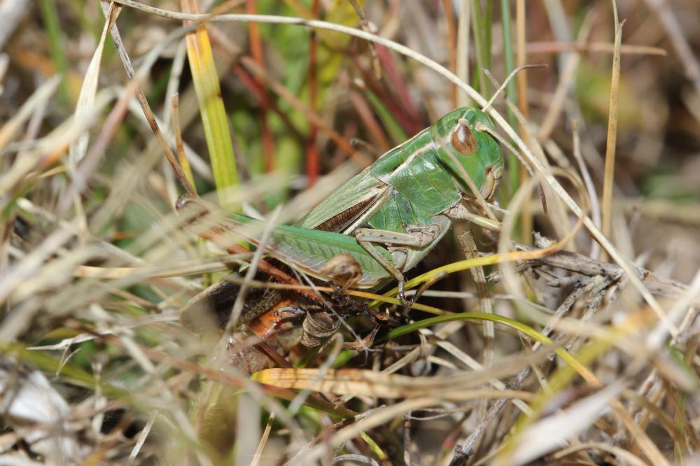 Criquet de la Palène, Sténobothre ligné, Criquet d Stenobothrus lineatus (Panzer, 1796)