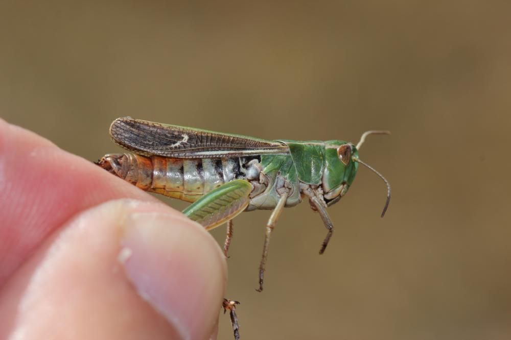 Criquet de la Palène, Sténobothre ligné, Criquet d Stenobothrus lineatus (Panzer, 1796)