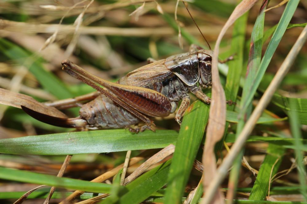 Decticelle des alpages Metrioptera saussuriana (Frey-Gessner, 1872)