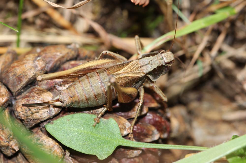 Decticelle des alpages Metrioptera saussuriana (Frey-Gessner, 1872)