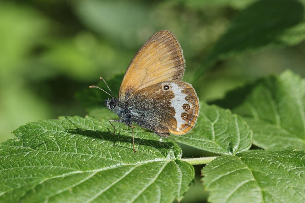 Céphale (Le), Arcanie (L') Coenonympha arcania (Linnaeus, 1760)
