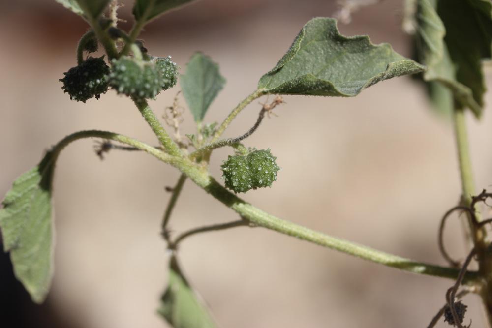 Tournesol des teinturiers Chrozophora tinctoria (L.) A.Juss., 1824