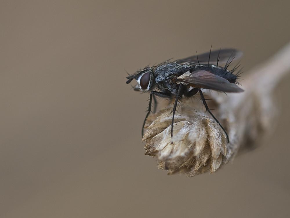 Eriothrix rufomaculatus (De Geer, 1776)