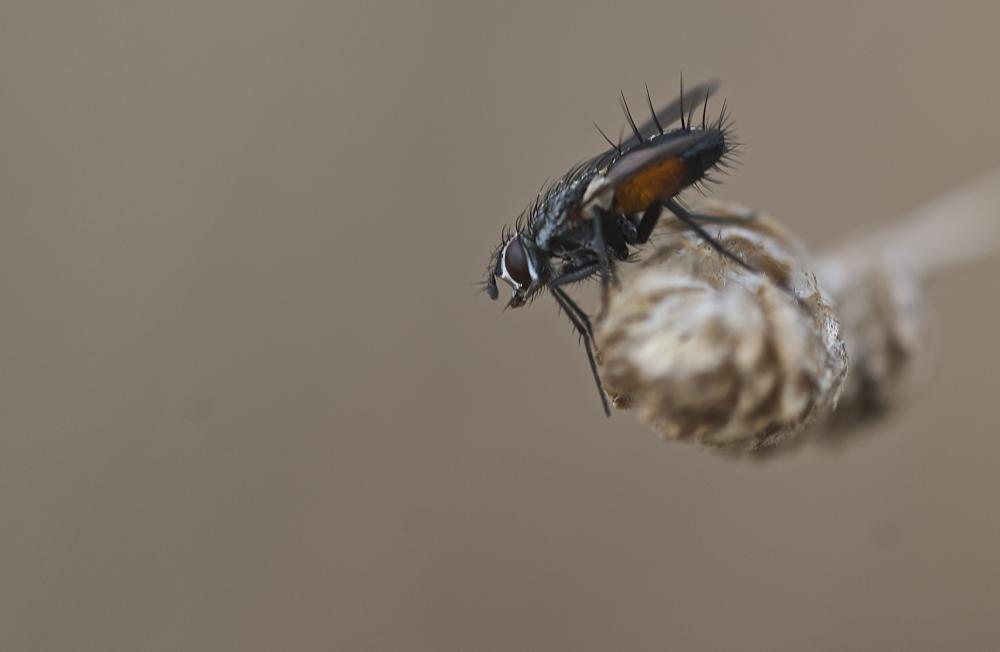 Eriothrix rufomaculatus (De Geer, 1776)