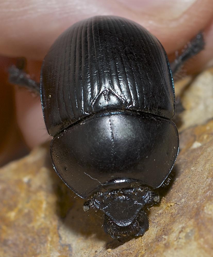 Geotrupes spiniger Marsham, 1802