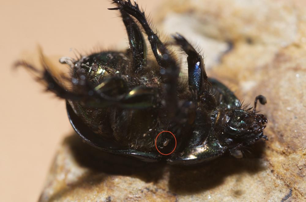 Geotrupes spiniger Marsham, 1802