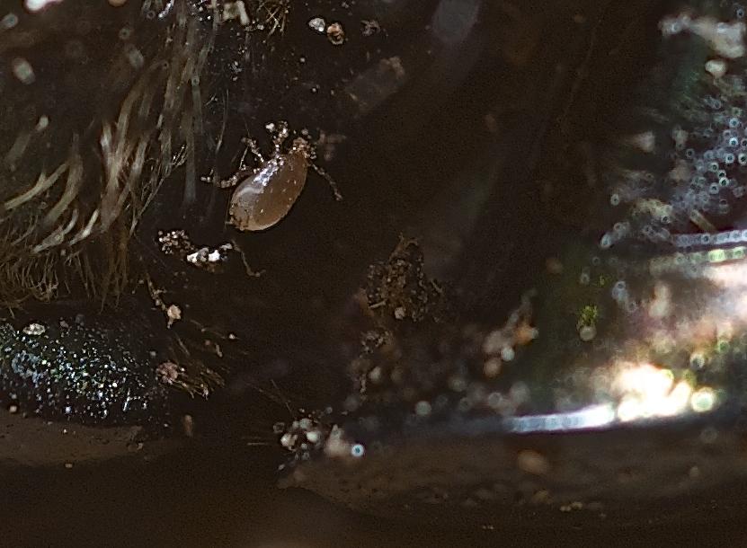 Geotrupes spiniger Marsham, 1802