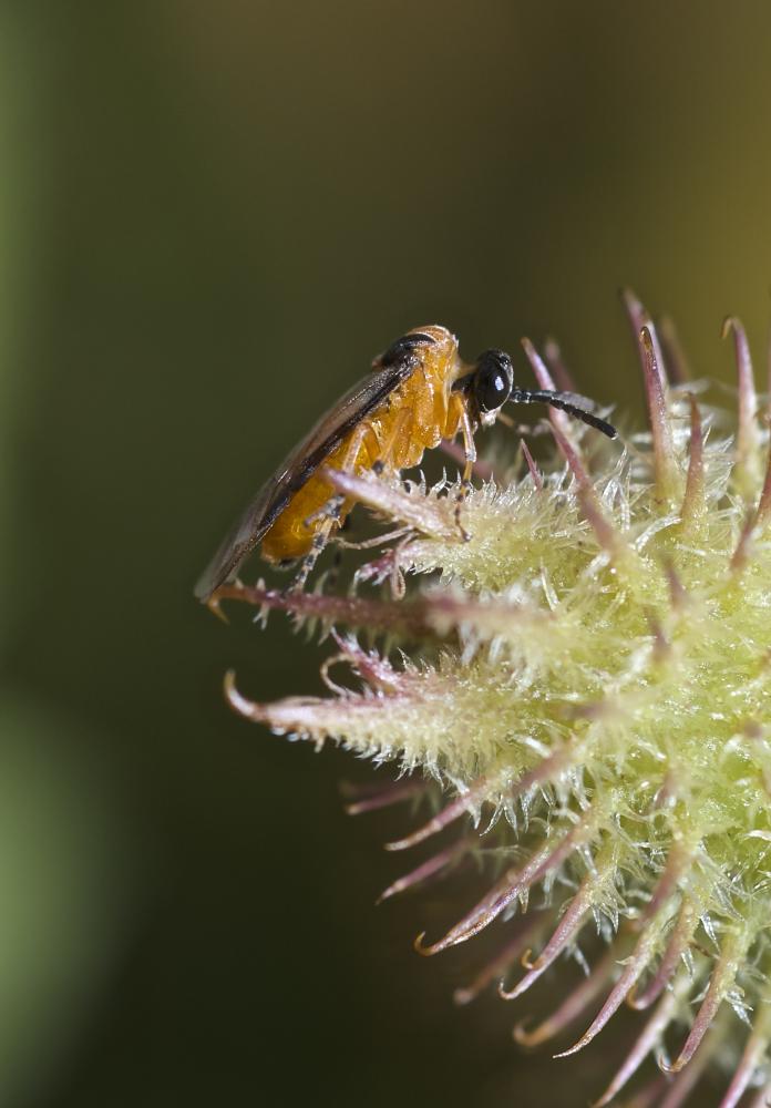 Tenthrède de la rave Athalia rosae (Linnaeus, 1758)