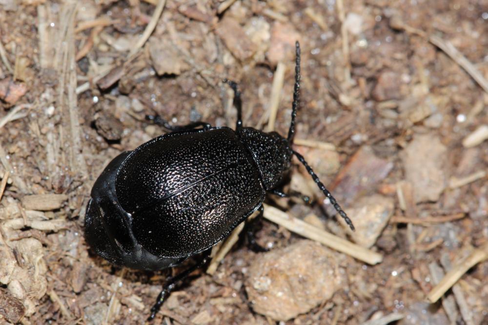 Galeruque brunette, Galéruque de la Tanaisie Galeruca tanaceti (Linnaeus, 1758)