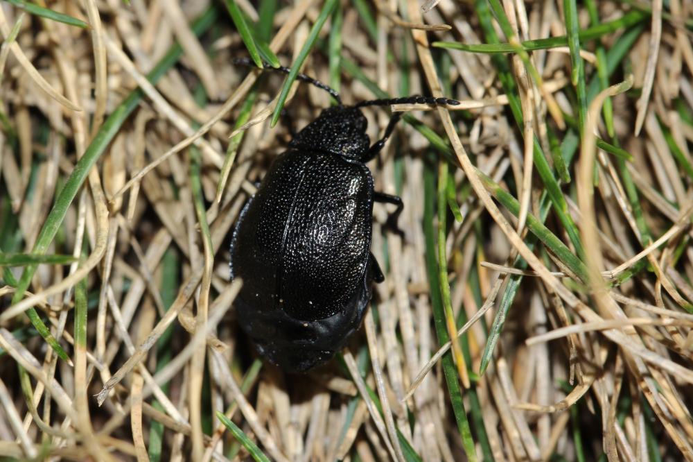 Galeruque brunette, Galéruque de la Tanaisie Galeruca tanaceti (Linnaeus, 1758)