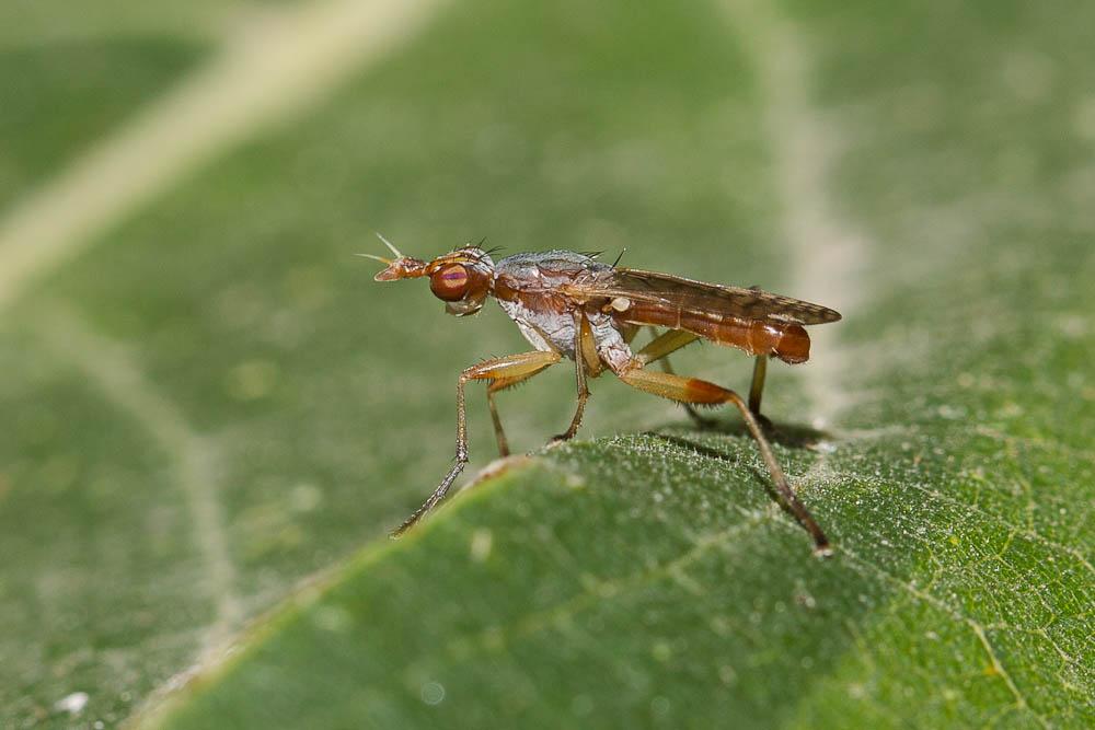 Dichetophora obliterata (Fabricius, 1805)