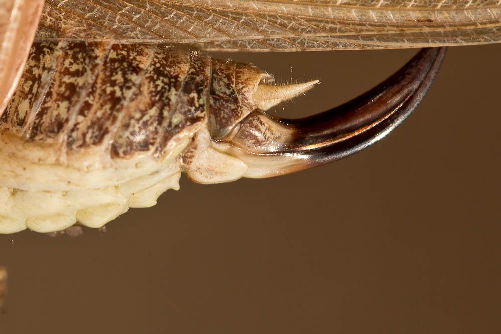 Decticelle intermédiaire Platycleis intermedia (Audinet-Serville, 1838)