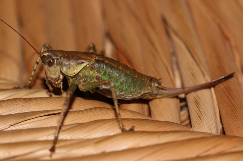 Decticelle annelée Rhacocleis annulata Fieber, 1853